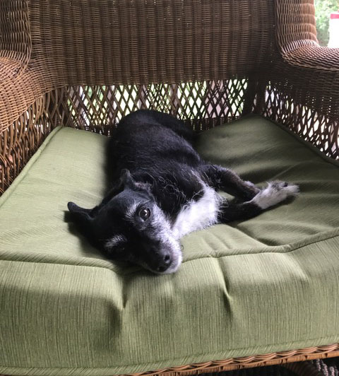 Tramp - small black and white dog lies on a patio cushion