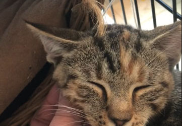 Kitties for Adoption!