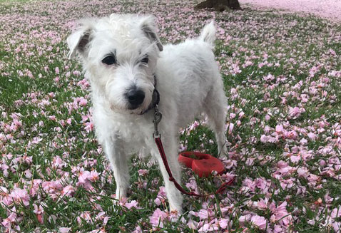 Tillie, a little white-haired terrier mix in a pile of leaves