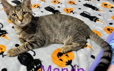 Happy Meow-lo-ween Kitten Party – Oct 9th