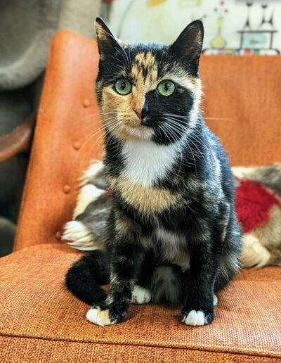 Multi colored cat sitting on an orange chair