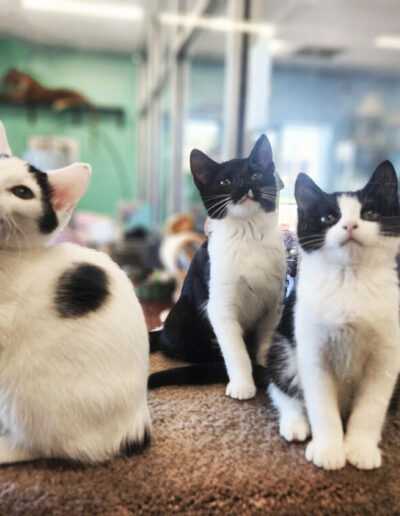 Three black and white cats looking up