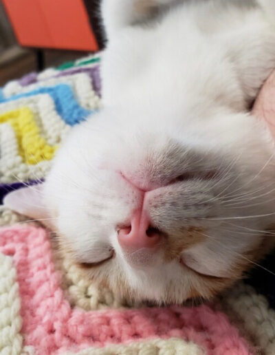 white cat relaxes on his back on a crocheted blanket