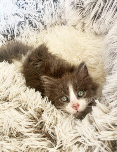 Kitten snuggles in the warmth of a fuzzy blanket