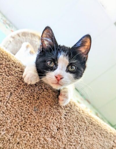 black and white cat peers down from above